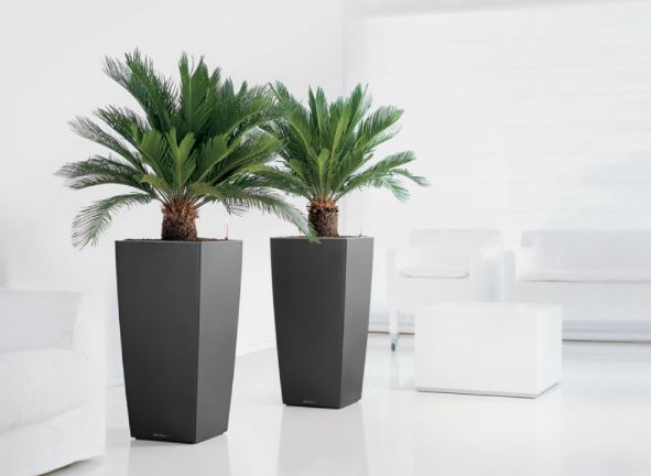 cycas revoluta planta exotica pentru amenajari interior